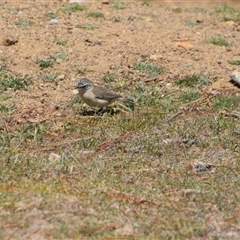 Acanthiza chrysorrhoa at Maria Island, TAS - 11 Nov 2024 11:15 AM