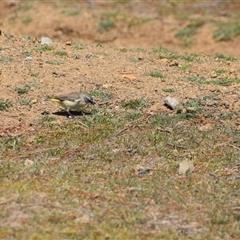 Acanthiza chrysorrhoa at Maria Island, TAS - 11 Nov 2024 11:15 AM