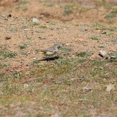 Acanthiza chrysorrhoa at Maria Island, TAS - 11 Nov 2024 11:15 AM