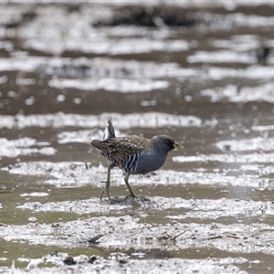 Porzana fluminea (Australian Spotted Crake) at Throsby, ACT by AlisonMilton