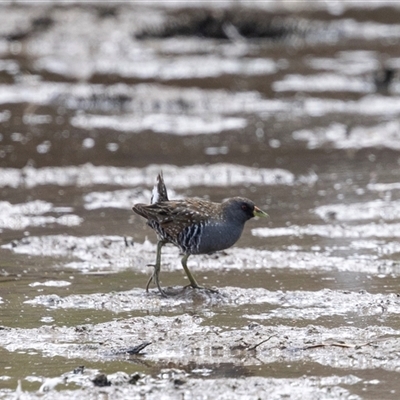 Porzana fluminea (Australian Spotted Crake) at Throsby, ACT - 8 Nov 2024 by AlisonMilton