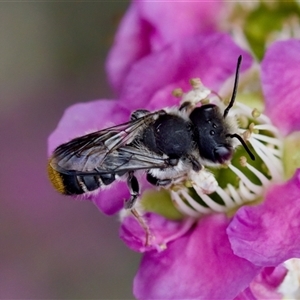 Megachile ferox at Florey, ACT - suppressed