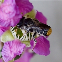 Megachile ferox at Florey, ACT - suppressed