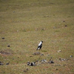 Gymnorhina tibicen (Australian Magpie) at Maria Island, TAS - 11 Nov 2024 by LyndalT