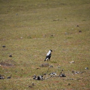 Gymnorhina tibicen (Australian Magpie) at Maria Island, TAS by LyndalT