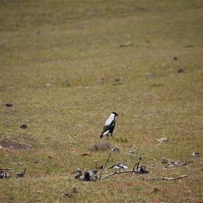 Gymnorhina tibicen (Australian Magpie) at Maria Island, TAS - 11 Nov 2024 by LyndalT