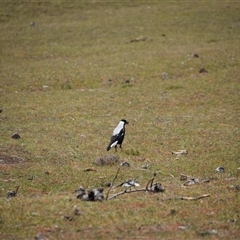 Gymnorhina tibicen at Maria Island, TAS - 11 Nov 2024 11:16 AM