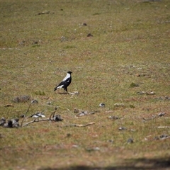 Gymnorhina tibicen at Maria Island, TAS - 11 Nov 2024 11:16 AM