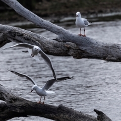 Chroicocephalus novaehollandiae (Silver Gull) at Throsby, ACT - 8 Nov 2024 by AlisonMilton