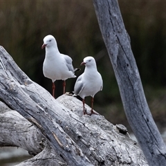 Chroicocephalus novaehollandiae at Throsby, ACT - 8 Nov 2024 11:57 AM