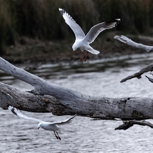 Chroicocephalus novaehollandiae at Throsby, ACT - 8 Nov 2024