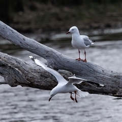 Chroicocephalus novaehollandiae at Throsby, ACT - 8 Nov 2024 11:57 AM