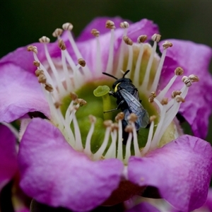 Hylaeus sp. (genus) at Florey, ACT - 6 Nov 2024