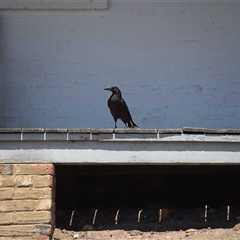 Strepera fuliginosa (Black Currawong) at Maria Island, TAS - 11 Nov 2024 by LyndalT