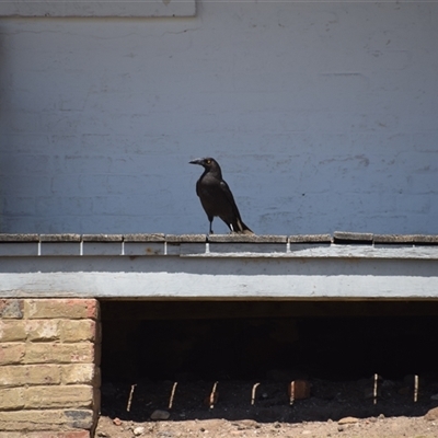 Strepera fuliginosa (Black Currawong) at Maria Island, TAS - 11 Nov 2024 by LyndalT