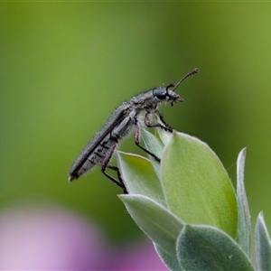 Eleale simplex (Clerid beetle) at Florey, ACT by KorinneM