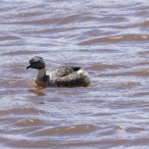 Poliocephalus poliocephalus (Hoary-headed Grebe) at Throsby, ACT by AlisonMilton