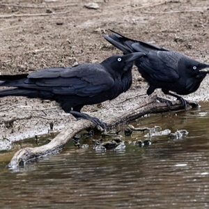 Corvus coronoides at Throsby, ACT - 8 Nov 2024