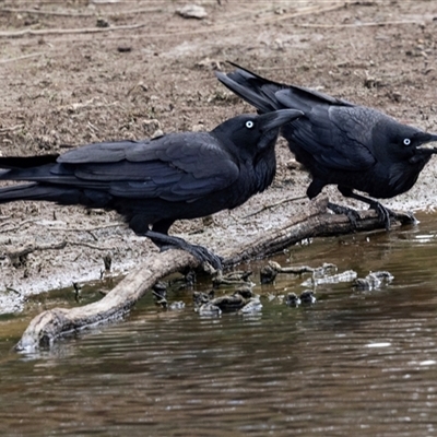 Corvus coronoides (Australian Raven) at Throsby, ACT - 8 Nov 2024 by AlisonMilton