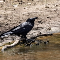 Corvus coronoides at Throsby, ACT - 8 Nov 2024