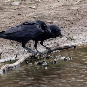 Corvus coronoides at Throsby, ACT - 8 Nov 2024