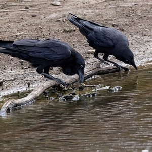 Corvus coronoides at Throsby, ACT - 8 Nov 2024