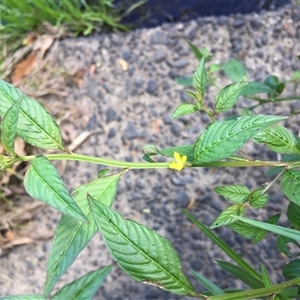 Ludwigia hyssopifolia at Mooroobool, QLD by JasonPStewartNMsnc2016