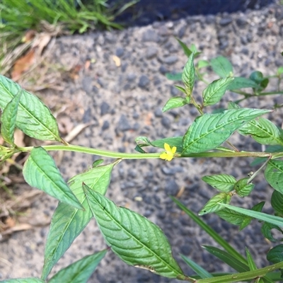 Ludwigia hyssopifolia at Mooroobool, QLD - 11 Nov 2024 by JasonPStewartNMsnc2016