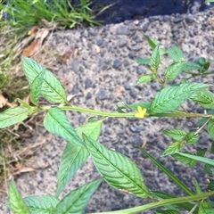 Ludwigia hyssopifolia at Mooroobool, QLD - 11 Nov 2024