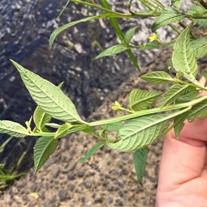 Ludwigia hyssopifolia at Mooroobool, QLD - 11 Nov 2024