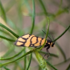 Asura lydia (Lydia Lichen Moth) at Duffy, ACT - 13 Nov 2024 by Miranda