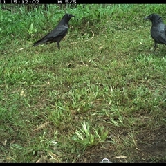 Corvus orru (Torresian Crow) at Tyndale, NSW - 11 Nov 2024 by Topwood