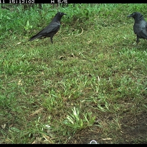 Corvus orru at Tyndale, NSW - 11 Nov 2024