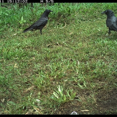 Corvus orru (Torresian Crow) at Tyndale, NSW - 11 Nov 2024 by Topwood