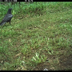 Corvus orru at Tyndale, NSW - 11 Nov 2024