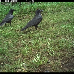 Corvus orru at Tyndale, NSW - 11 Nov 2024