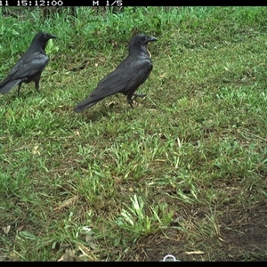 Corvus orru at Tyndale, NSW - 11 Nov 2024 03:12 PM