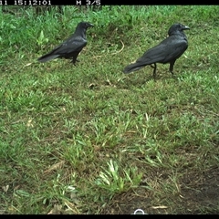 Corvus orru at Tyndale, NSW - 11 Nov 2024