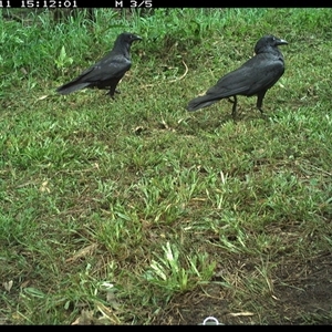 Corvus orru at Tyndale, NSW - 11 Nov 2024