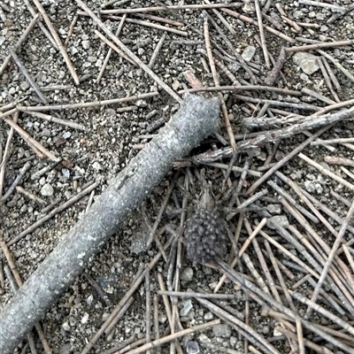 Lycosidae (family) (Wolf spider) at Strathnairn, ACT - 13 Nov 2024 by Jillw