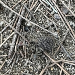 Lycosidae (family) at Strathnairn, ACT - 13 Nov 2024 09:47 AM