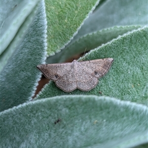 Taxeotis subvelaria at Holder, ACT - 13 Nov 2024