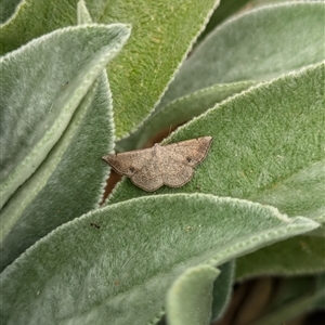 Taxeotis subvelaria at Holder, ACT - 13 Nov 2024