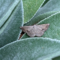 Taxeotis subvelaria at Holder, ACT - 13 Nov 2024 04:05 PM