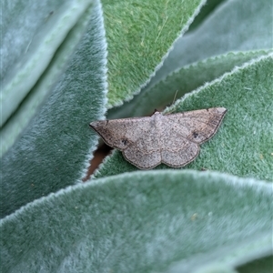 Taxeotis subvelaria at Holder, ACT - 13 Nov 2024 04:05 PM