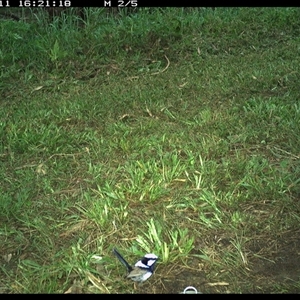 Malurus cyaneus at Tyndale, NSW - 11 Nov 2024 04:21 PM