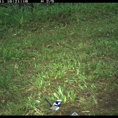 Malurus cyaneus (Superb Fairywren) at Tyndale, NSW - 11 Nov 2024 by Topwood