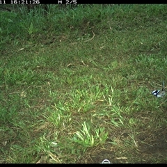 Malurus cyaneus at Tyndale, NSW - 11 Nov 2024