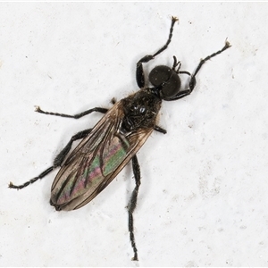 Bibio sp. (genus) at Melba, ACT - 12 Nov 2024