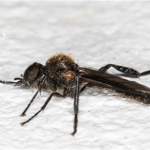 Bibio sp. (genus) at Melba, ACT - 12 Nov 2024